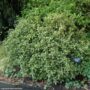 Variegated False Holly – Goshiki – #2 Container